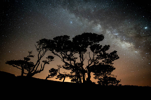 istock Milky Way Above Silhouetted Laurel Trees in Madeira 2251501472
