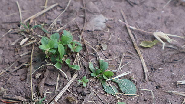 istock A close up view of a patch of dirt with small plants sprouting from it. 2251502454