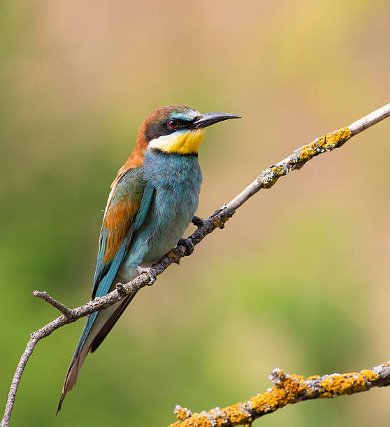 istock European bee-eater, merops apiaster. A bird sits on a thin branch against a beautiful background 2251502568