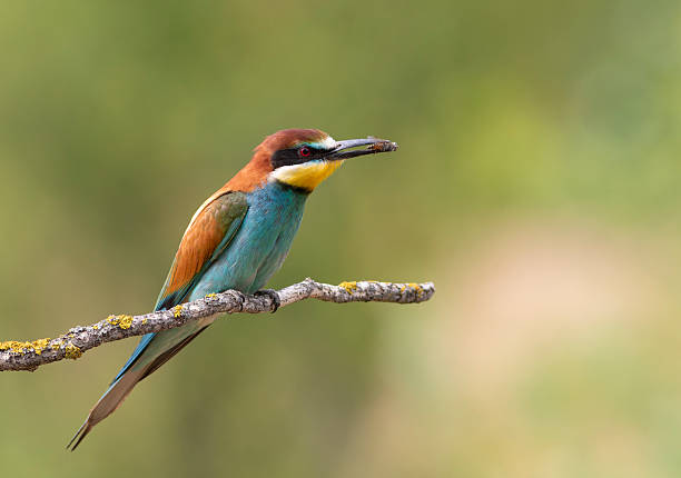 istock European bee-eater, merops apiaster. A bird sits on a beautiful thin branch with prey in its beak 2251502583