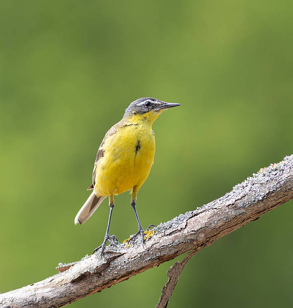 istock Yellow wagtail in a natural setting during the day 2251502587