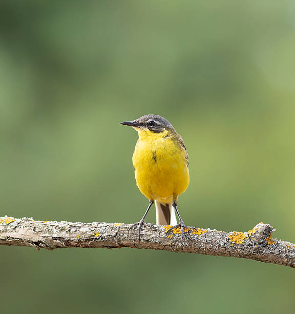 istock Bird world: yellow wagtail in natural habitat 2251502600