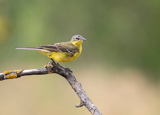istock Spring yellow wagtail on a dry branch 2251502623
