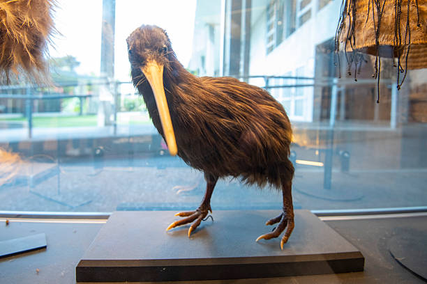 White common ostrich