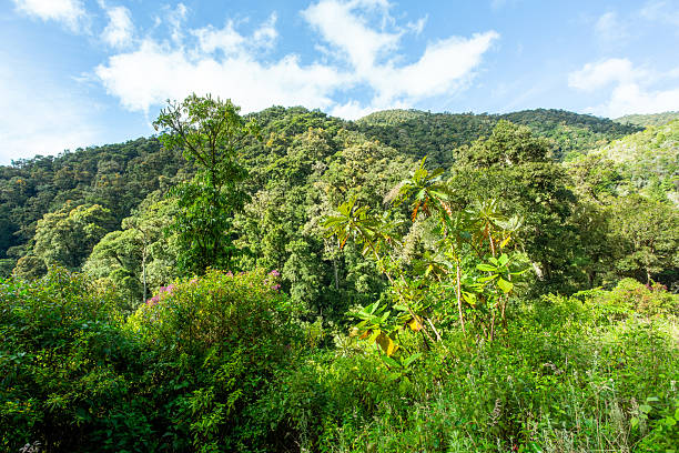 istock Landscape in San Gerardo de Dota, Costa Rica. 2251504604