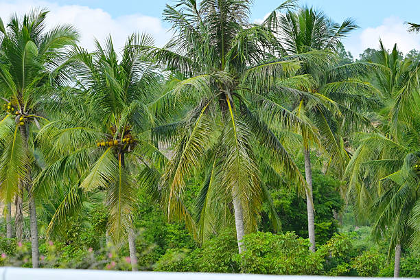 Coconut palm trees on a deserted beach in Sian Ka'an Biosphere Reserve, Boca Paila Peninsula, Tulum Municipality, Quintana Roo.