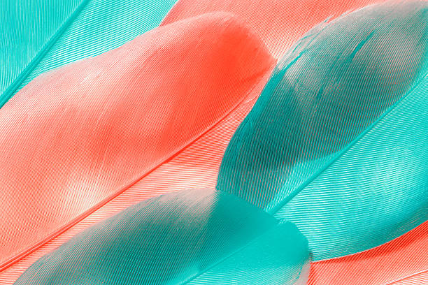Macro photo turquoise and pink feathers, natural pattern with fine texture and soft lines, abstract nature background. Minimal pastel fon for beauty, fashion, design concepts. Aesthetic beauty nature