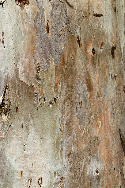 istock Detailed Natural Tree Bark Texture with Organic Cracks and Earthy Tones for Eco-Friendly Design and Rustic Nature Backgrounds, natural surface of bark sycamore close up, beige brown vivid color 2251505666