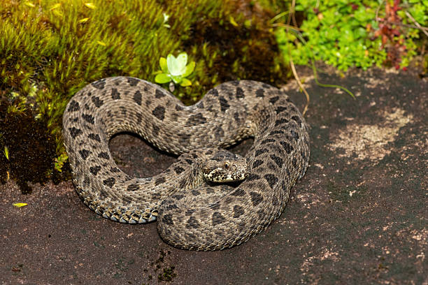 istock Berg adder (Bitis atropos), in the Drakensberg mountains 2251507063