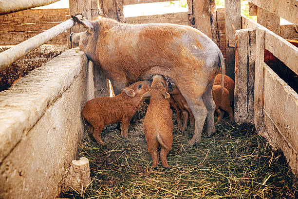 Mangalitsa sow nurses her piglets inside a wooden pen on a farm