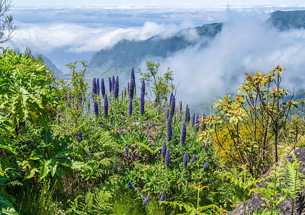 Vibrant blue flower spikes of endemic Echium candicans (Pride of Madeira) grow along a lush mountain slope above the clouds. The scene captures Madeira’s unique high-altitude vegetation framed by drifting mist and dramatic mountain ridges.