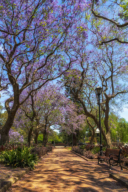 istock Parramatta Prince Alfred park Jacaranda vert 2251513568