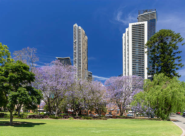 Parramatta Prince Alfred park blossoming Jacaranda trees and green lawn high rises in spring season.