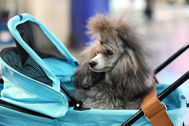 Portrait of three cute little dogs in colorful pet clothes standing in cargo bike in city park without people