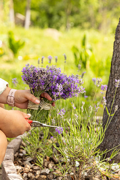 istock Gardener harvesting lavender flowers 2251513932