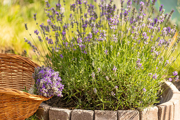 istock Bouquet of freshly harvested lavender 2251513934
