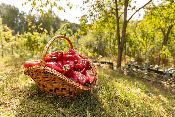 Wicker basket full with red sweet peppers in sunny garden