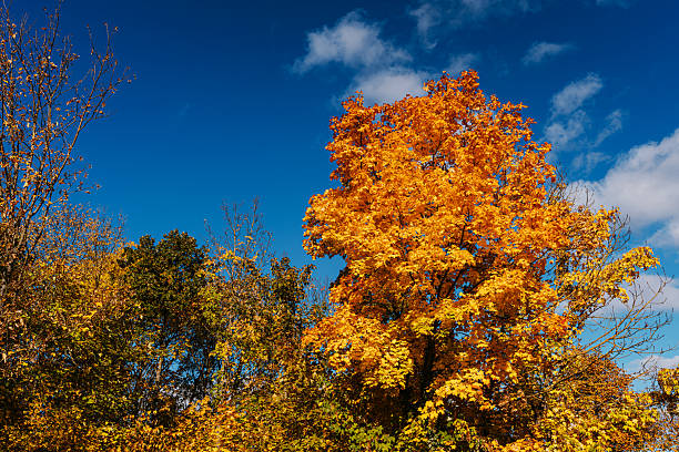 Vibrant autumn scene in Thuringia, Germany features golden maple leaves against a rich blue sky. Bright colors and clear weather convey seasonal beauty and outdoor tranquility.
