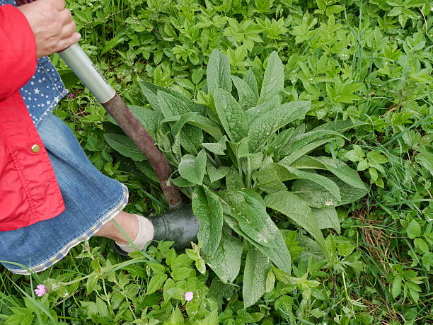 istock Person is digging in the grass with a shovel 2251514627