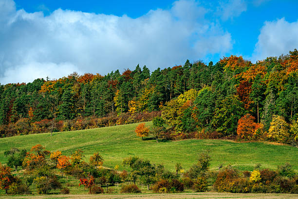 Rolling green hills meet a vibrant autumn forest in Thuringia, Germany. Bright fall colors—orange, red, yellow—edge a sunny meadow under a blue sky, creating a peaceful landscape for seasonal and travel use.