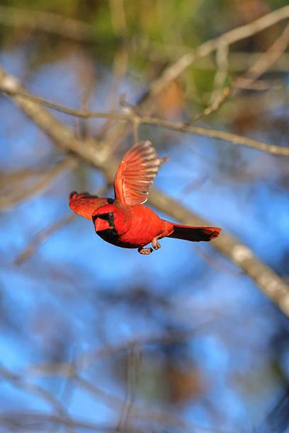 istock Vibrant Male Cardinal Takes Flight 2251515739