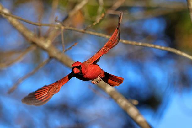 istock Male Northern Cardinal in Dynamic Flight 2251515745