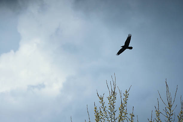 Flying bird in dark sky before rain.