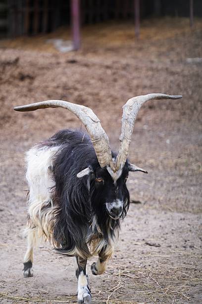 Two goats roam in a natural setting, one is white with large curved horns while the other is dark brown. They move gracefully over a soft, earthy path under clear skies.