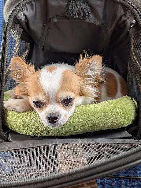 istock small chihuahua is resting 2251531324