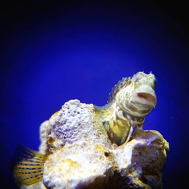 A rock-dwelling fish peeking out from coral and rock formations inside a marine aquarium, highlighting reef habitats and coastal marine species