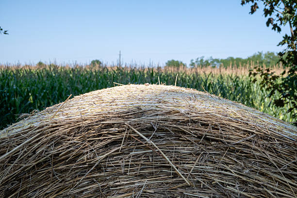 Close-up Hay Bale in Field