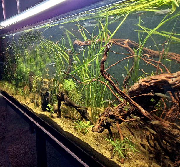 istock A terrarium can be made from various materials: glass, OSB boards, plastic, and the procedure depends on its type: plant, reptile. The basis is the creation of the right environment: drainage layer 2251537218