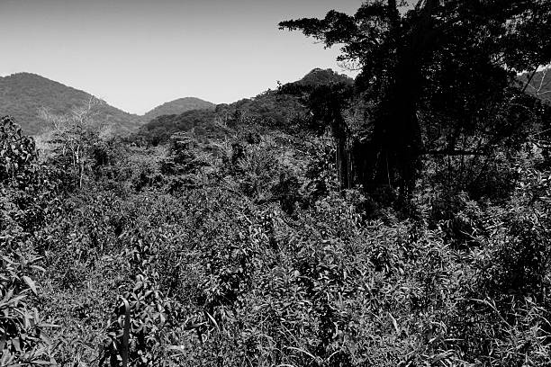 istock Jungle in Brazil 2251537899