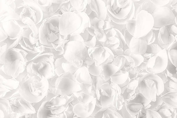 istock Cloud Dancer floral petal background, airy white rose texture, soft minimal macro for elegant design 2251538406