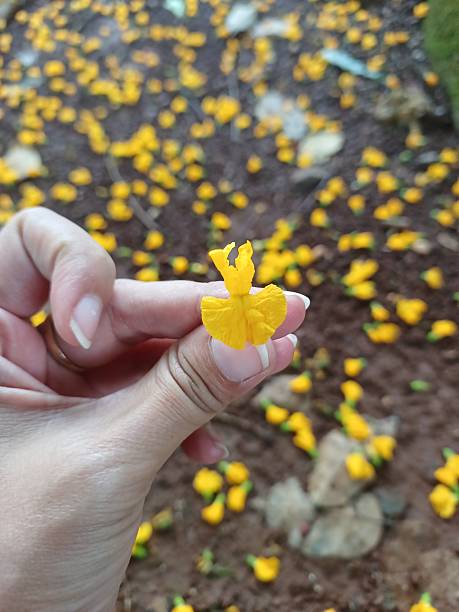 istock Yellow flowers falling from the trees 2251541010