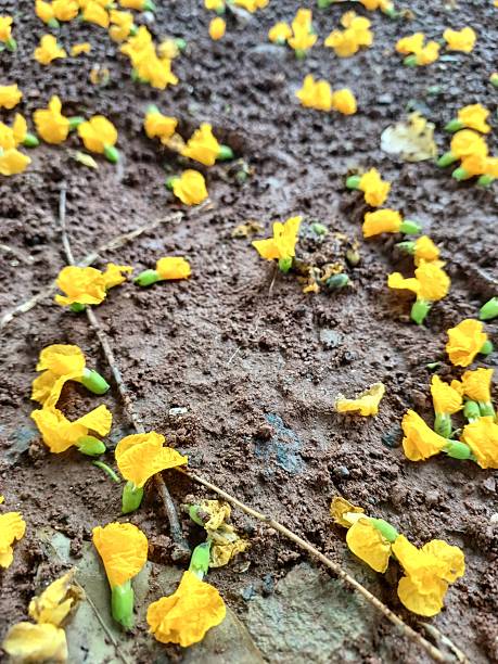 istock Yellow flowers falling from the trees 2251541016