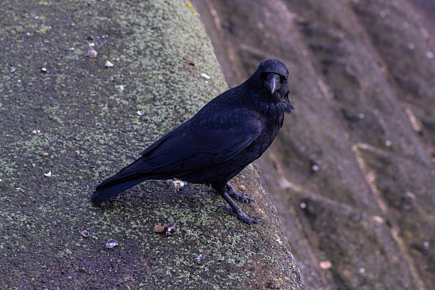 istock Crow Staring from the Pier Close-up 2251542216
