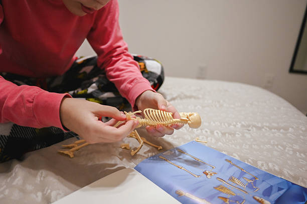 Child's hands putting together a miniature skeleton model while studying human anatomy from a book