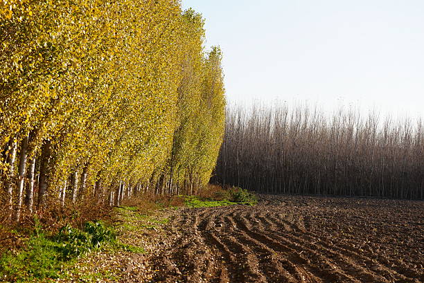 In the Hevsel gardens, which are on the UNESCO World Heritage List, poplar farming is widespread alongside vegetable and fruit cultivation.