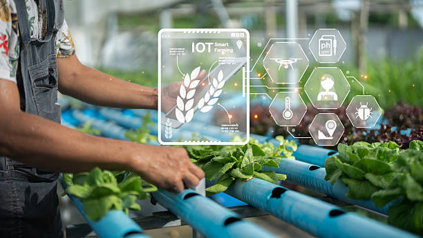 istock A person interacts with hydroponic plants, utilizing technology to monitor growth conditions such as moisture, sunlight, and temperature. 2251545600