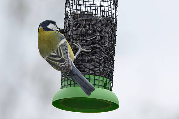 istock Blue Tit Feeding on Garden Bird Feeder in Winter 2251546106