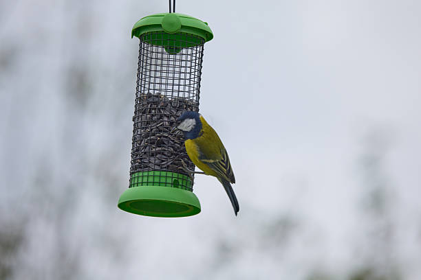 istock Blue Tit Feeding on Garden Bird Feeder in Winter 2251546107