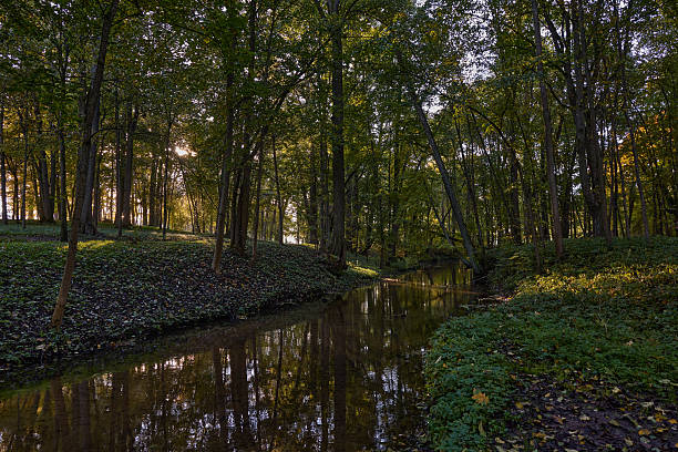 Calm forest stream flowing through autumn woodland with tall trees and green undergrowth. Natural outdoor landscape with reflections on water surface and soft evening light.