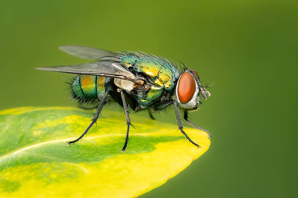 Lucilia sericata diptera perched on a leaf with green blurred background and copy space