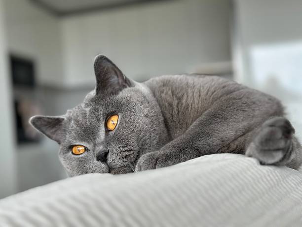 istock British shorthair cat 2251549785