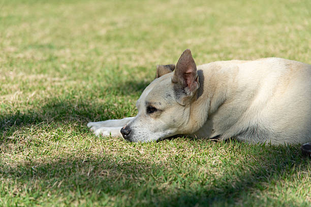 Close-up of a light-colored dog lying peacefully relaxing on green grass, partially shaded by a tree on a sunny day.