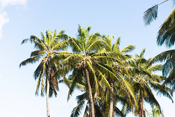 istock Coconut Palm Trees Against a Blue Sky 2251550118