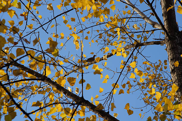 Autumn light highlights the rich yellow tones of leaves on trees.