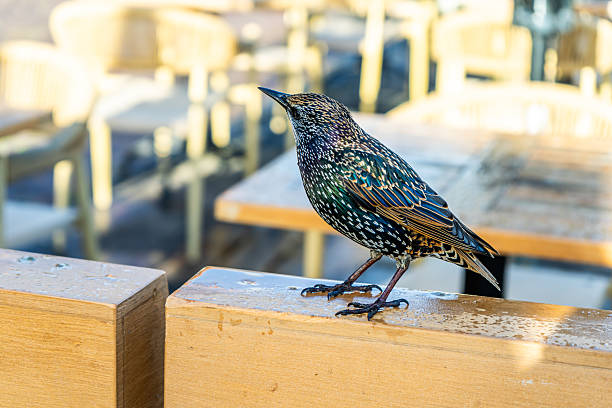 istock Profile Bird Starling Sturnus vulgaris closeup 2251550410