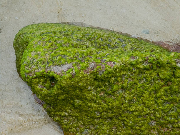 A close-up of a shoreline rock with green algae highlighting rough surfaces and damp textures against pale sand. Perfect for natural patterns, seashore textures, and outdoor background imagery